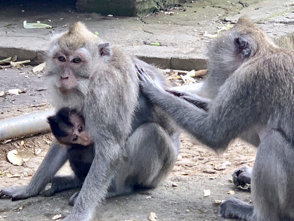 Monkey Forest Baby Monkey