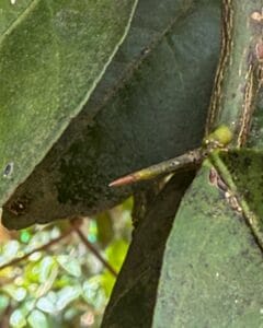 guide Apo Whang-Od Tattoo Pomelo Tree Thorn