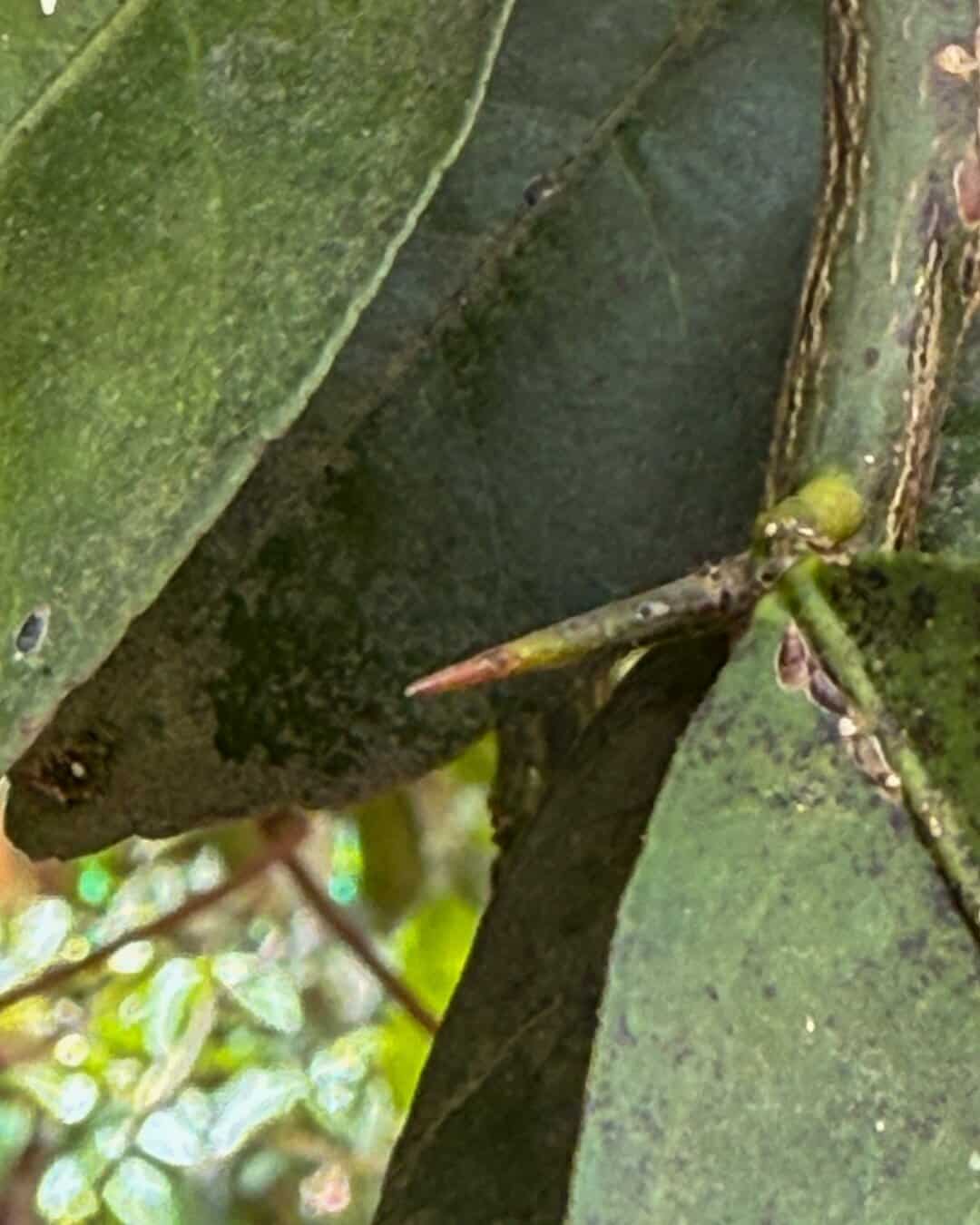 guide Apo Whang-Od Tattoo Pomelo Tree Thorn