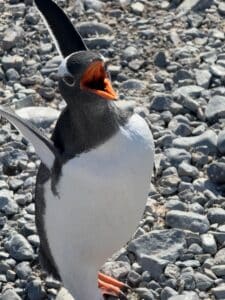 Guide to Antarctica Expedition on Ocean Albatros