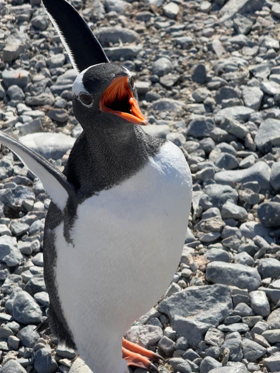Guide to Antarctica Expedition on Ocean Albatros